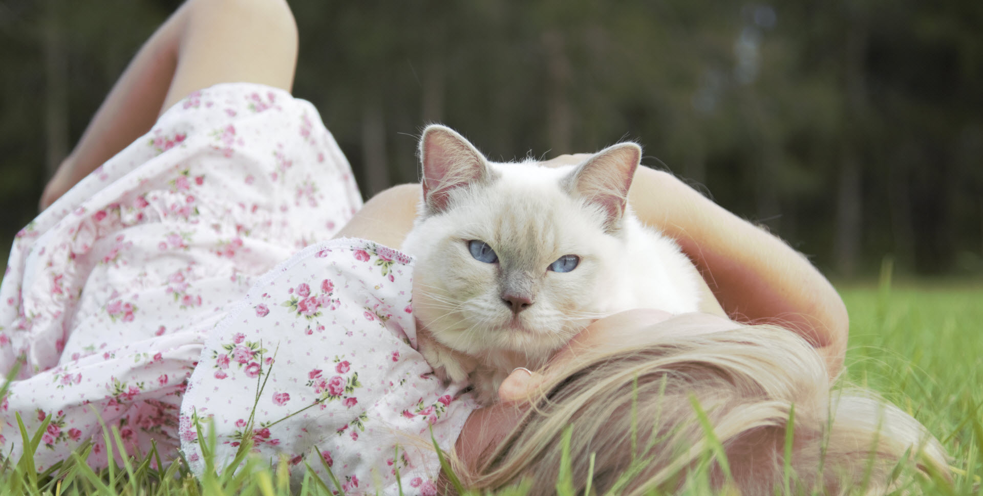 Tiger, a lilac point Purebred Ragdoll sire enjoying hugs and play time in the grass.