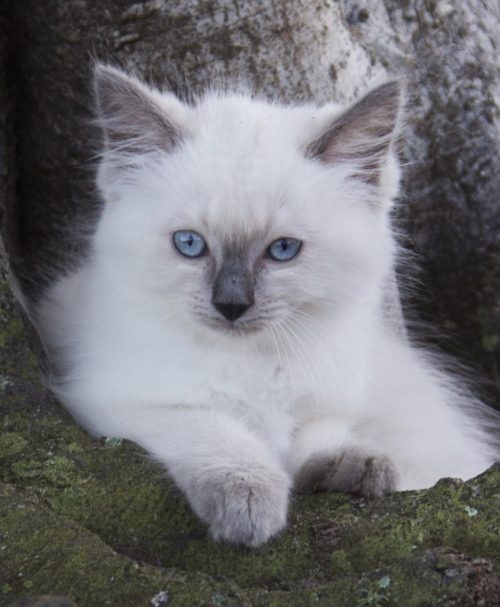 A striking Male Blue Point Ragdoll Kitten For Sale - Apollo is a large stunning Blue Point who loves to play & snuggle