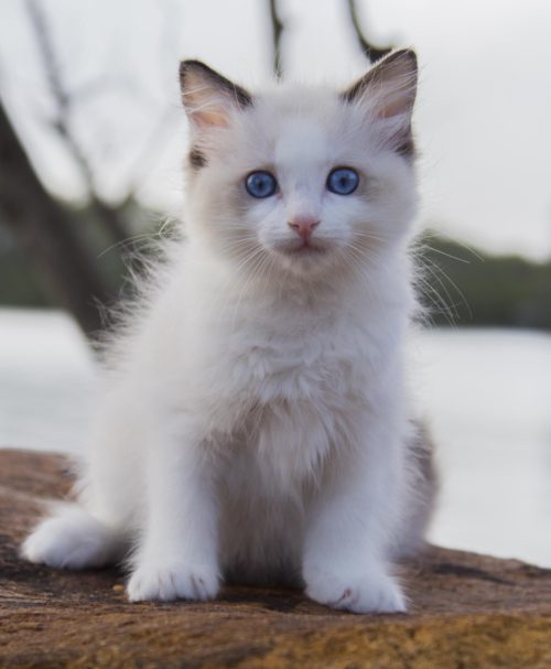 Dakota is a gorgeous Seal Bicolour Ragdoll Kitten with a soft, playful temperament. She will be ready for her new home in May 2018.