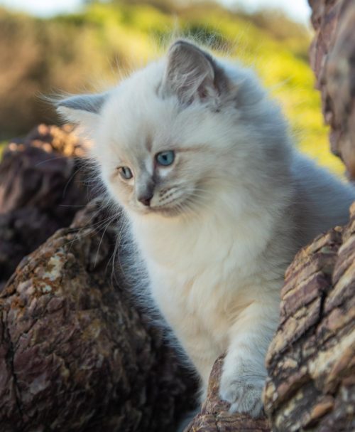 Purebred Ragdolls have a beautiful Blue Tabby Ragdoll Kitten For Sale. Nicholai loves playing, climbing, running & snuggling. Ready for new home July 2018.