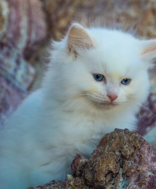 Purebred Ragdolls have a beautiful Cream Point Ragdoll Kitten For Sale. Lucy loves playing & snuggling with children. Ready for her new home July 2018