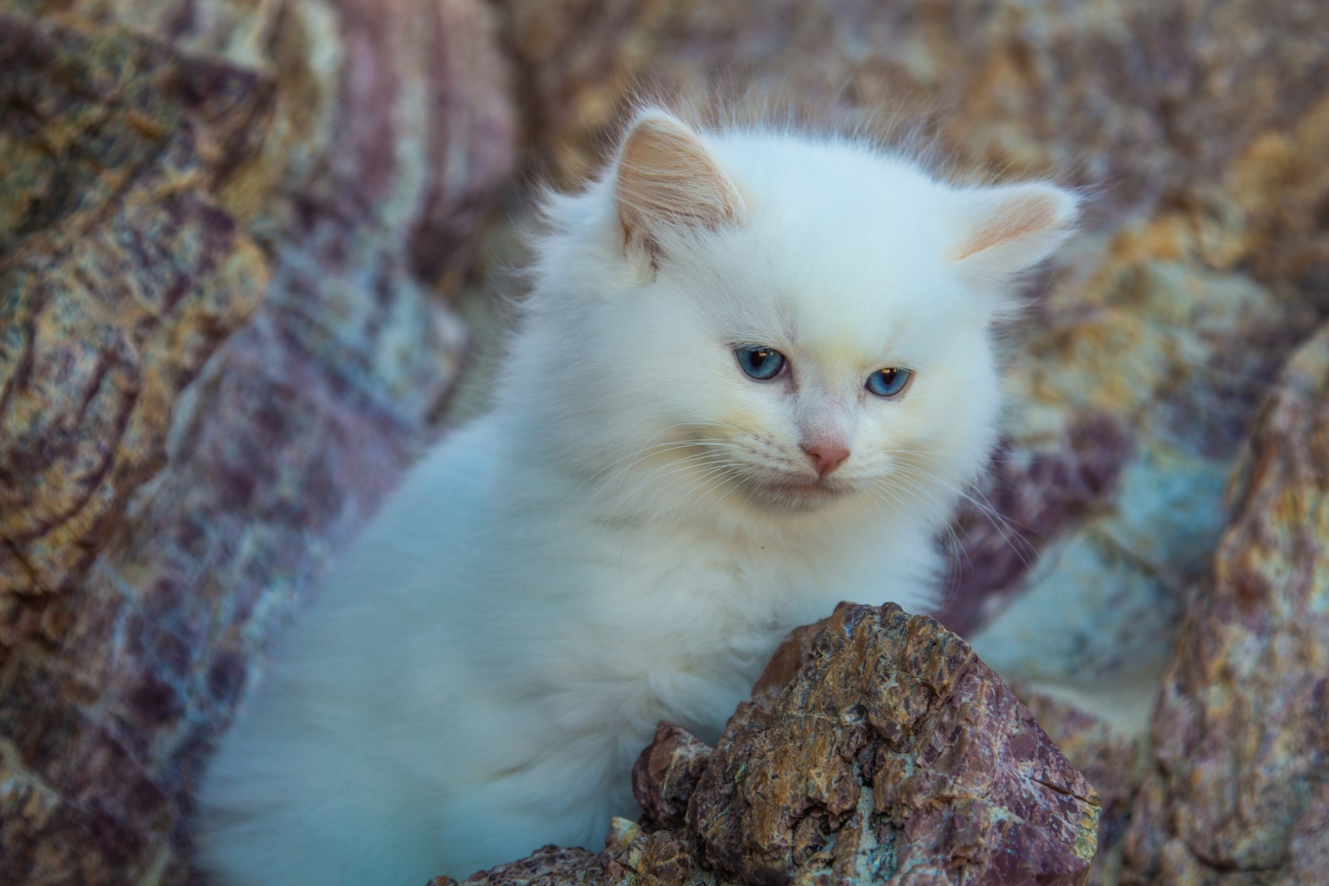 Cream Point Ragdoll Kitten For Sale 
